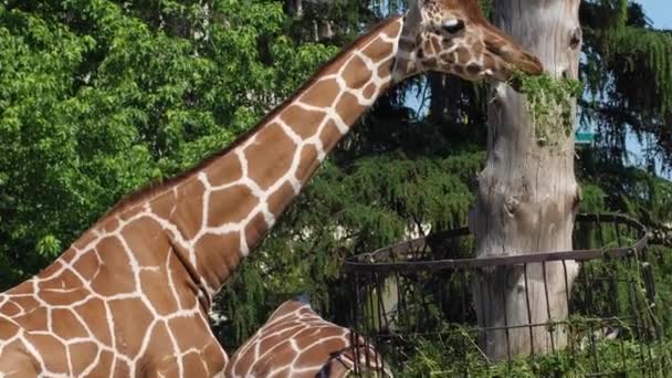 Zoológico, las jirafas comen heno en el jardín zoológico al aire libre — Vídeo de stock