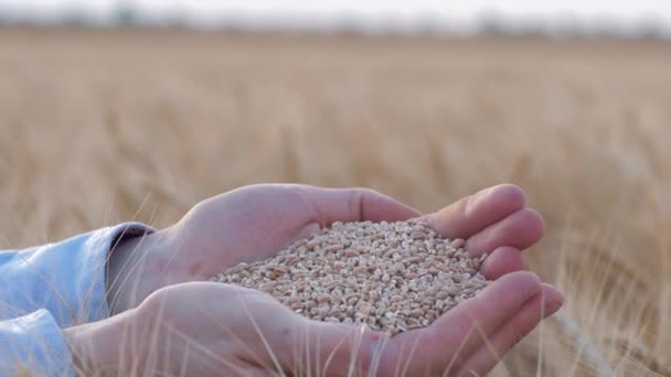 Agronegocios, las manos de los agricultores sostienen y muestran grano de trigo dorado madurado en cámara en el campo de pan de picos de cebada cosechada en la temporada de cosecha — Vídeo de stock