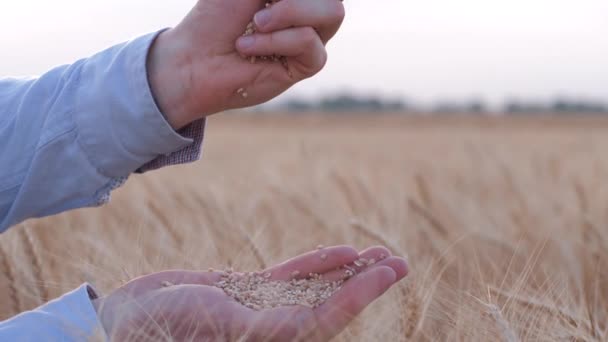 Negócio agrícola, homem agricultor derrama boa colheita de grãos de trigo dourado lentamente de mão em mão em campo de pão colhido — Vídeo de Stock