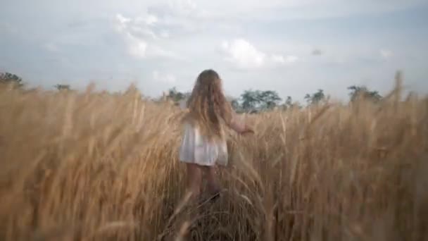 Tarım, tahıl tarlasında koşan küçük bir kız çocuğu. Hasat mevsiminde ellerini sarı dikenlerin üzerinden kaydırıyor. — Stok video