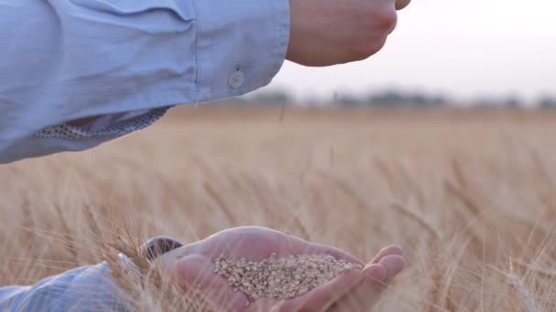 Brood agrarische bedrijf, man handen giet gele droge tarwe granen langzaam van hand tot hand tegen van geoogste gerst veld in de herfst gewas seizoen — Stockvideo