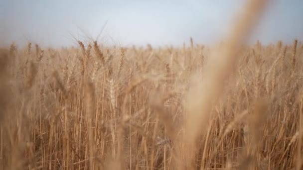 Buena cosecha de grano, espiguillas de oro de trigo en el campo grande contra el cielo — Vídeos de Stock