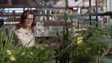 Gözlüklü gülümseyen genç bayan alıcı bahçe için dekoratif bitki ve çiçek dükkanının arka planında yeşil ev bitkileri, dekor ve tasarım kavramını seçiyor.
