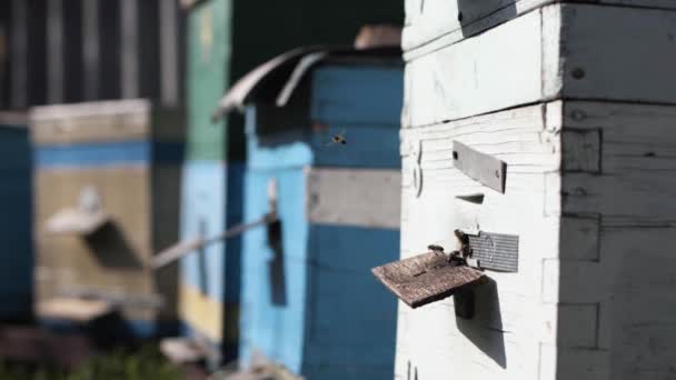 Honigbienen schwärmen und fliegen um ihre Bienenstöcke herum, wandeln Nektar in Met um und bedecken ihn mit Waben. — Stockvideo