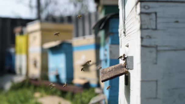 Çalışkan arılar, sıcak ve güneşli bir günde, organik bal çiftliğinde nektar işlemek için çiçeklerden toplanan polenleri suya getirirler. — Stok video