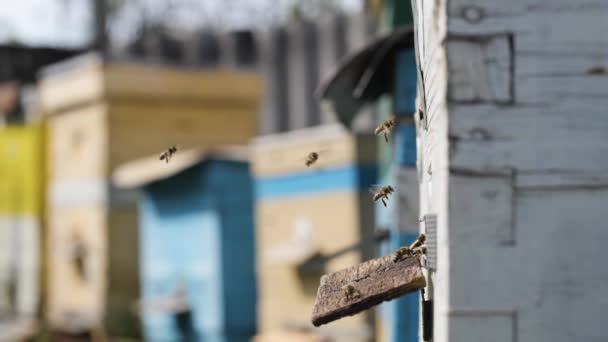 Apiário, moscas de enxame de abelhas em uma colmeia com pólen para processamento de néctar em mel e favos de mel da temporada de primavera é um dia quente ensolarado — Vídeo de Stock