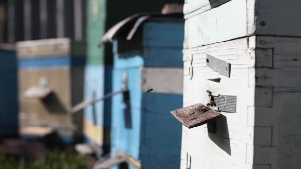 Negocio orgánico, abejas miel recoger miel en su colmena en un día soleado en el fondo de colmena — Vídeos de Stock