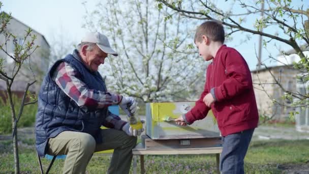 Avô amigável com seu neto amado pintar colmeia tinta amarela para abelhas de mel no apiário no dia quente da primavera — Vídeo de Stock
