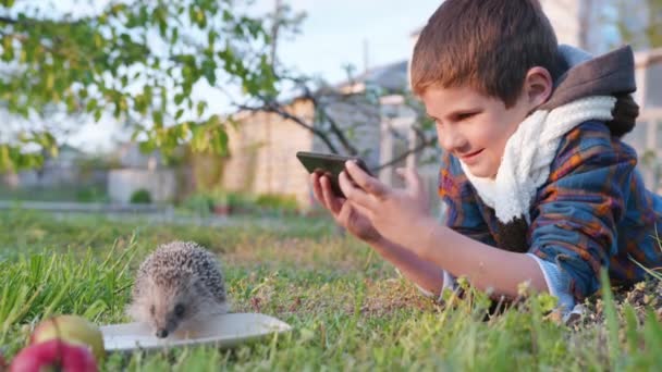 Glückliche Kindheit, niedliche männliche Kind hat Spaß beim Spielen auf grünem Rasen, entspannen und macht Fotos mit einem Handy wilder Igel trinken Leckereien aus Untertasse — Stockvideo