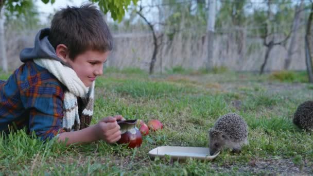 Menino estudando animais selvagens alimenta leite de ouriço de pires e dispara sobre um animal na câmera do smartphone se divertindo na grama no dia ensolarado — Vídeo de Stock