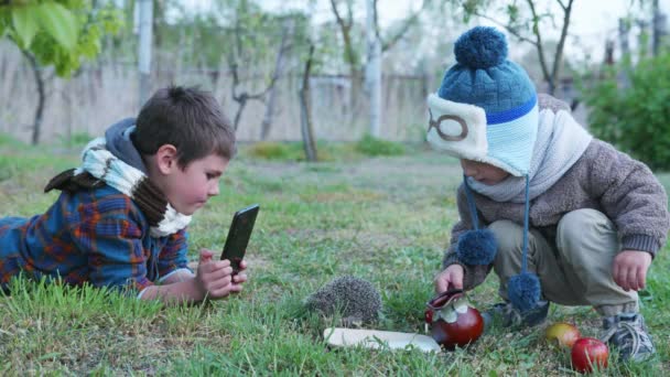 Happy male little ones have fun playing with a wild animal, shoot video on smartphone and treat small hedgehog small — Stock Video