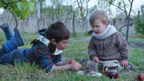 Frères enfants s'amusent en plein air profiter du jeu sur prairie et regarder un hérisson sauvage sipotique boire du lait d'une soucoupe au printemps — Video