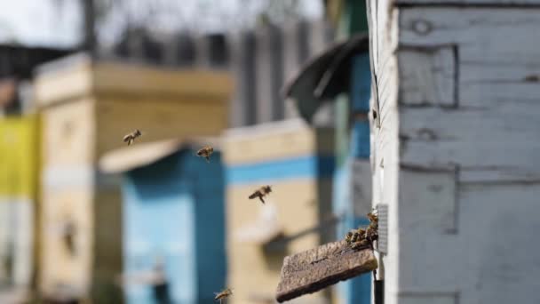 Cría de abejas, enjambre de abejas trabajadoras trae polen recién recogido y nectra a su colmena para procesar miel en panales — Vídeos de Stock