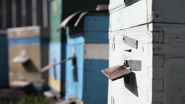 Apiario, api sciamano e volano intorno al loro alveare e trasformano il nettare in miele e lo coprono con favi in una soleggiata giornata primaverile — Video Stock