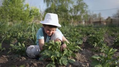 Bahar bahçıvanı konsepti, şapkalı şirin erkek çocuk bahar mevsimi boyunca sebze fidelerinin yanında oturur.