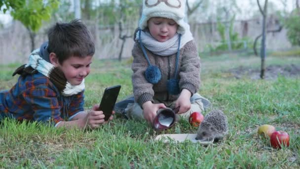 Kleine mannelijke kinderen hebben plezier spelen met een wild dier, schieten video op smartphone en behandelen egel op groen gazon — Stockvideo