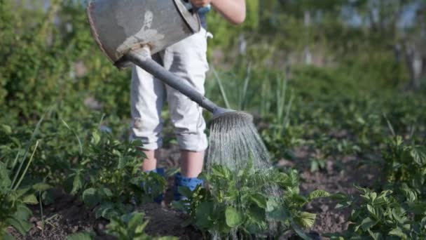 Farming, male child in garden watering seedlings from a watering can — Stock Video