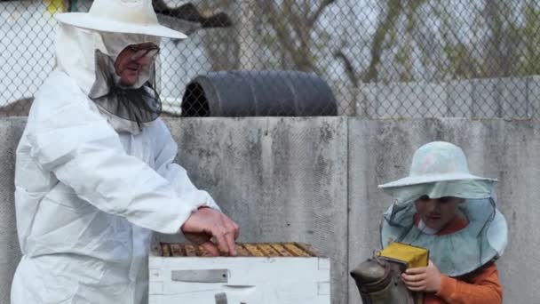 Frühere Entwicklung von Kindern, kleiner Junge mit Großvater begast Bienen in Bienenstöcken, entfernt ihre Waben, um Honig im Bienenhaus zu testen — Stockvideo