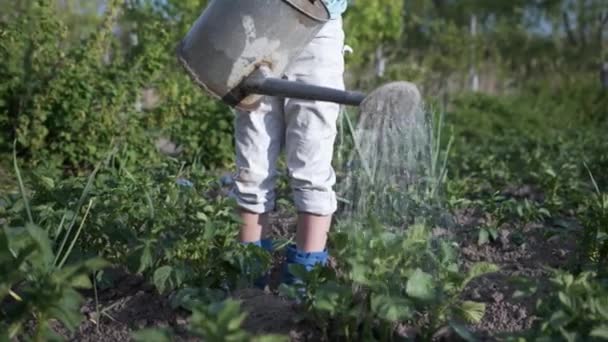 Сельское хозяйство, ребенок поливается от полива может рассады в течение весеннего сезона — стоковое видео