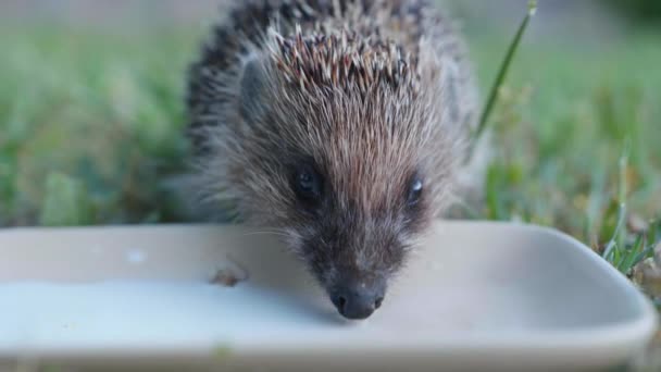 Bello animale selvatico affamato riccio beve latte da un piattino bianco in un prato verde — Video Stock