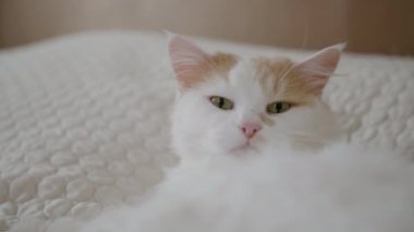 Tatlım, tatlı tüylü kedi kanepede dinleniyor ve odada dinlendikten sonra esniyor.