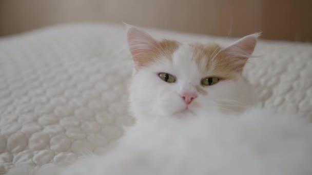 Huisdier, schattig pluizig kat rust op bank en gapen na ontspannen in de kamer — Stockvideo