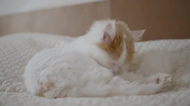 Güzel pofuduk kedi odada saç tarıyor. Tatmin olmuş bir evcil hayvan kanepede yıkanıyor.