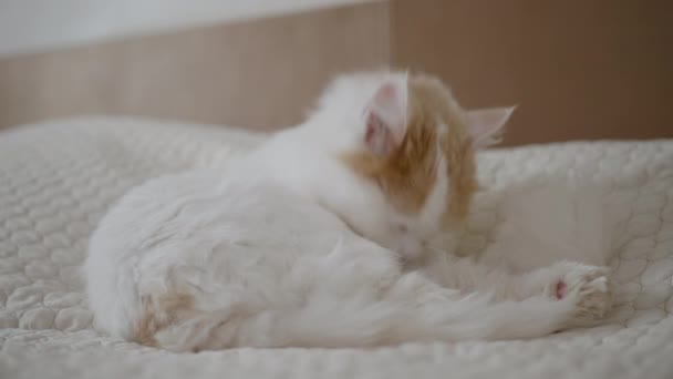 Красивый пушистый кот расчесывает волосы на кровати в номере, удовлетворенный питомец стирается на диване — стоковое видео