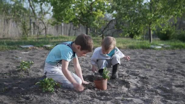 Early childhood development, little boys in a hat and boots plant seedlings in a pot and cover it with earth — Stock Video