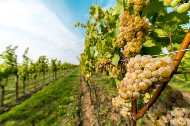 Üzüm üzümleri üzüm bağında