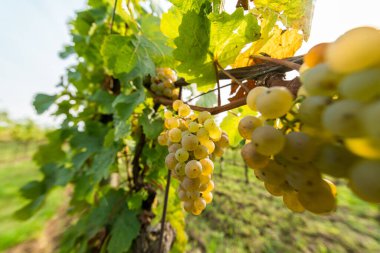 Üzüm üzümleri üzüm bağında