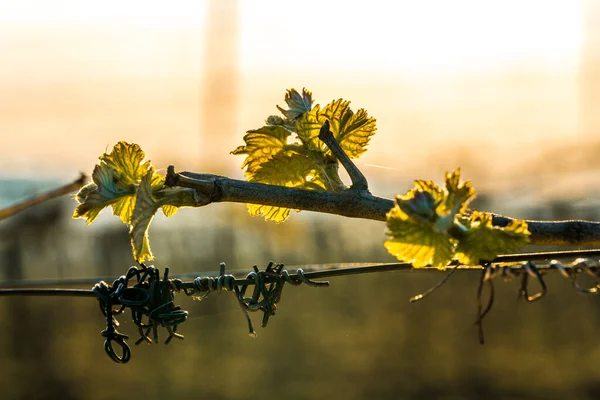 Wine Buds Spring Vineyard — Stock Photo, Image