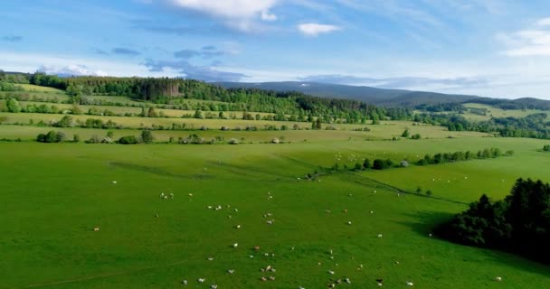 Vista aérea de las montañas Jeseniky en la República Checa durante el bonito día de verano con cielo azul y nubes — Vídeo de stock