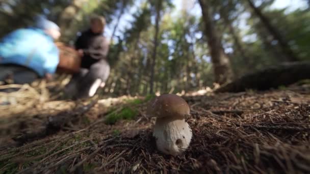 Ein Schöner Pilz Wächst Aus Dem Waldboden — Stockvideo