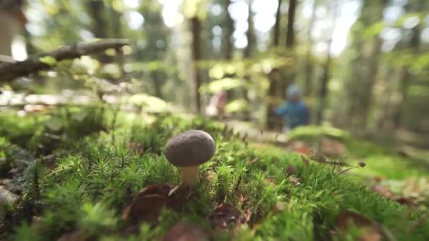 Ein Schöner Pilz Wächst Aus Dem Waldboden — Stockvideo