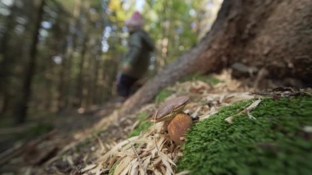 Beau Champignon Poussant Sol Forêt — Video