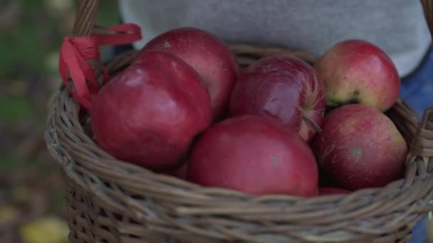 Boerenhanden Houden Een Grote Mand Vol Rode Appels Vast — Stockvideo