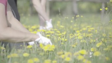 Baharda çayırlarda karahindiba toplayan ellerin görüntüsü.
