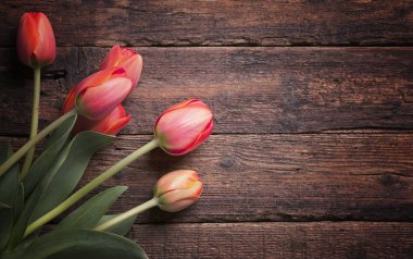 Demet taze bahar laleler eski vintage ahşap tahta, kopya alanı üzerinde