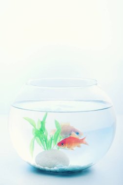 Bir su tankı üzerinde altın balık