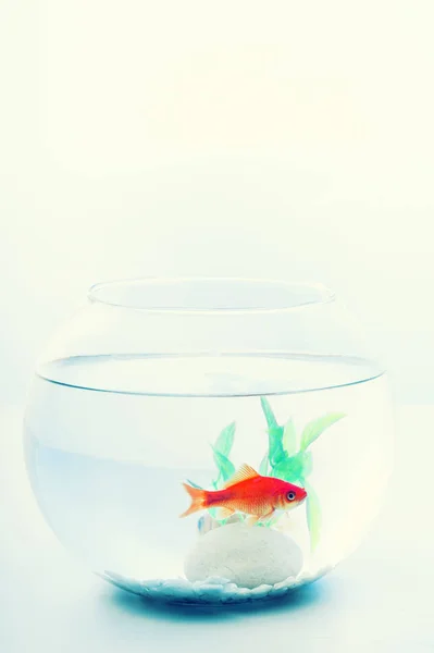 goldfish in a fish bowl isolated