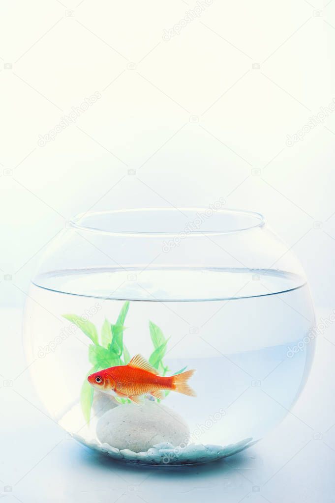 goldfish in a fish bowl isolated