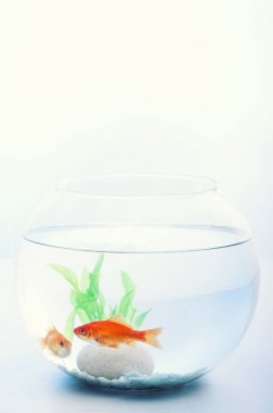 goldfish içinde a balık yuvarlak kase izole