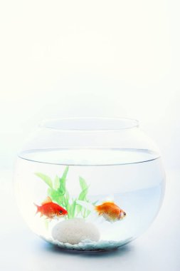 goldfish içinde a balık yuvarlak kase izole