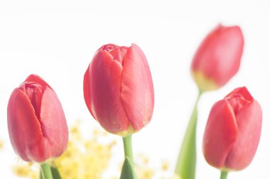 Beyaz arka plan üzerinde renkli Lale