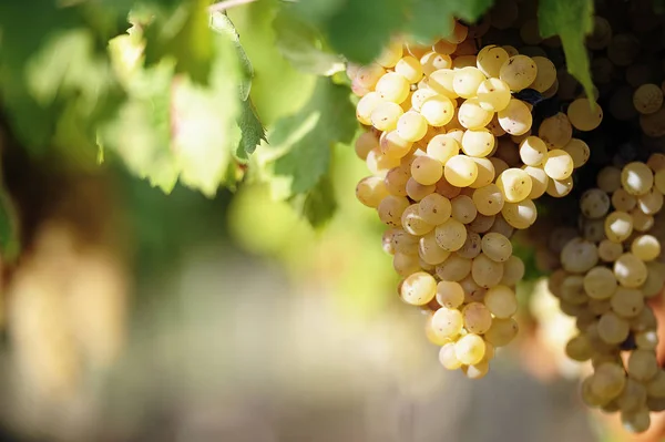 Uvas de vinho branco na vinha em um dia ensolarado — Fotografia de Stock