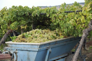 Tracotor bir üzüm bağları içinde beyaz üzüm hasat