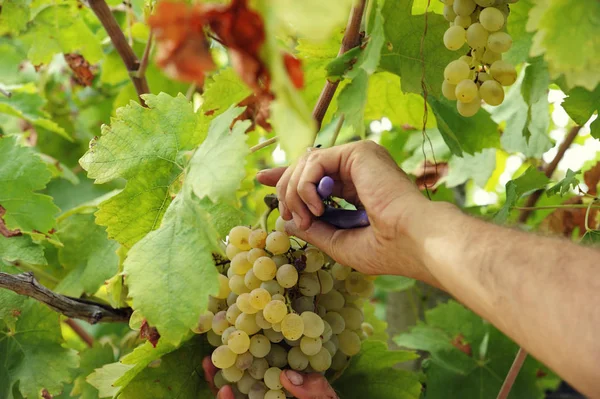 Рабочие, работающие в виноградниках, вырезают виноград из виноградников — стоковое фото
