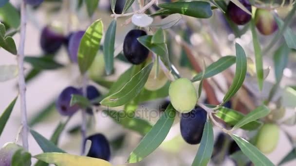 Reife Oliven an einem sonnigen Tag aus nächster Nähe — Stockvideo