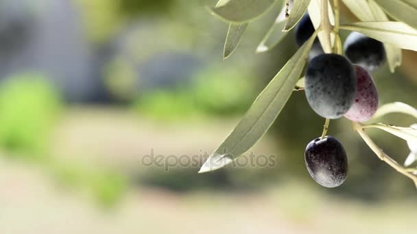 Olives mûres de près dans une journée ensoleillée — Video